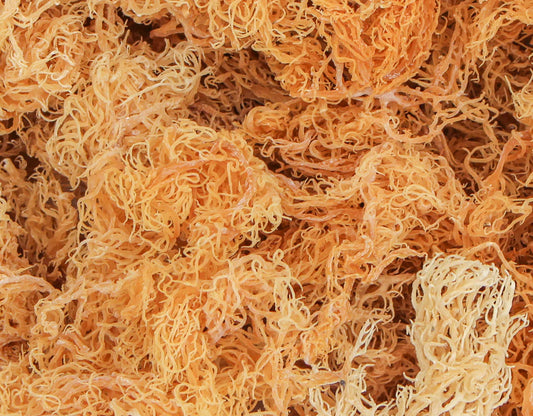 The Wonders of Sea Moss: A Comprehensive Guide to Cleansing Your Body and Mind