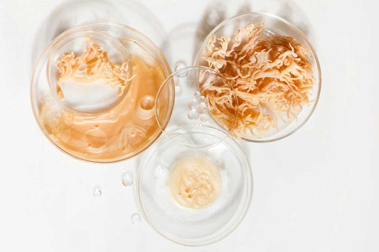 5 Surprising Health Benefits of Sea Moss: The Ocean's Hidden Gem