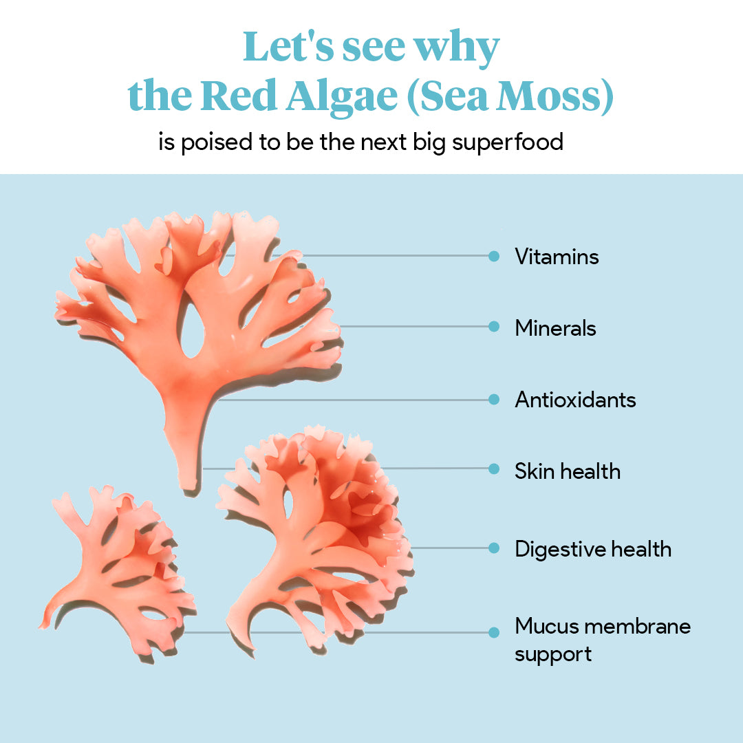 Organic Sea Moss Capsules | Vegan 1000mg