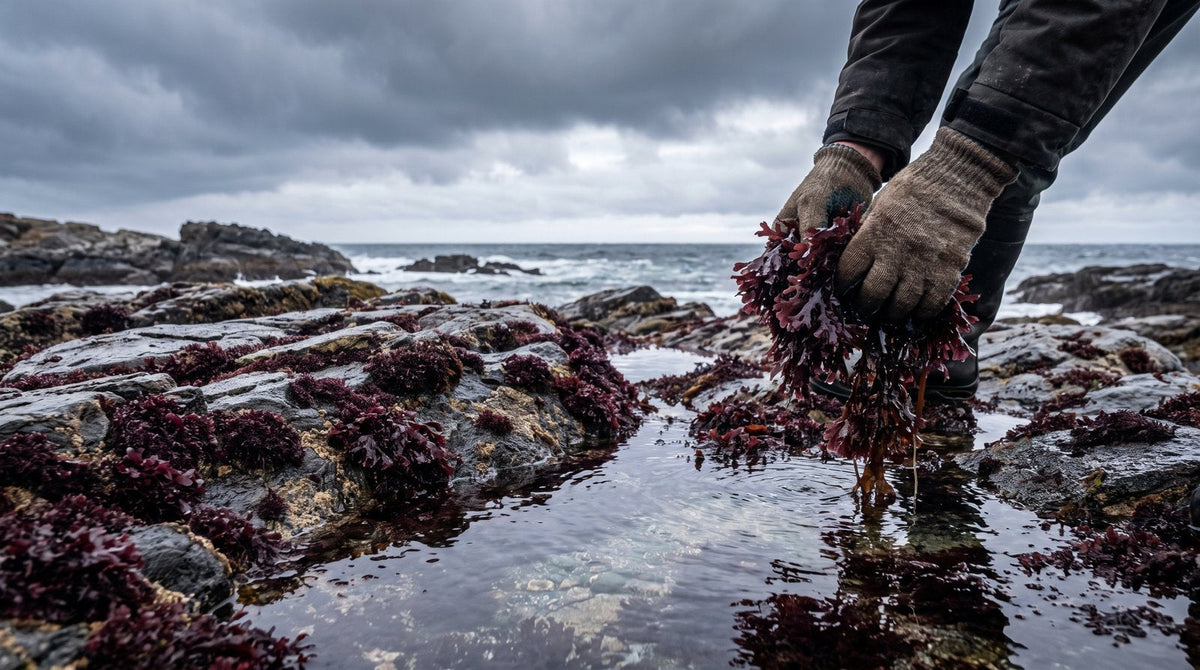 Hands gathering red-purple Irish moss seaweed from wet rocks on the rugged Nova Scotia Atlantic coastline at low tide under an overcast sky.