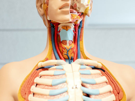 Sea Moss linked to a Healthier Thyroid | What’s the Connection?