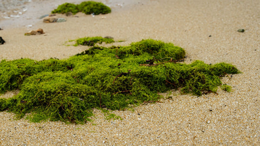 Unveiling the Superfood: What is Sea Moss Good for?