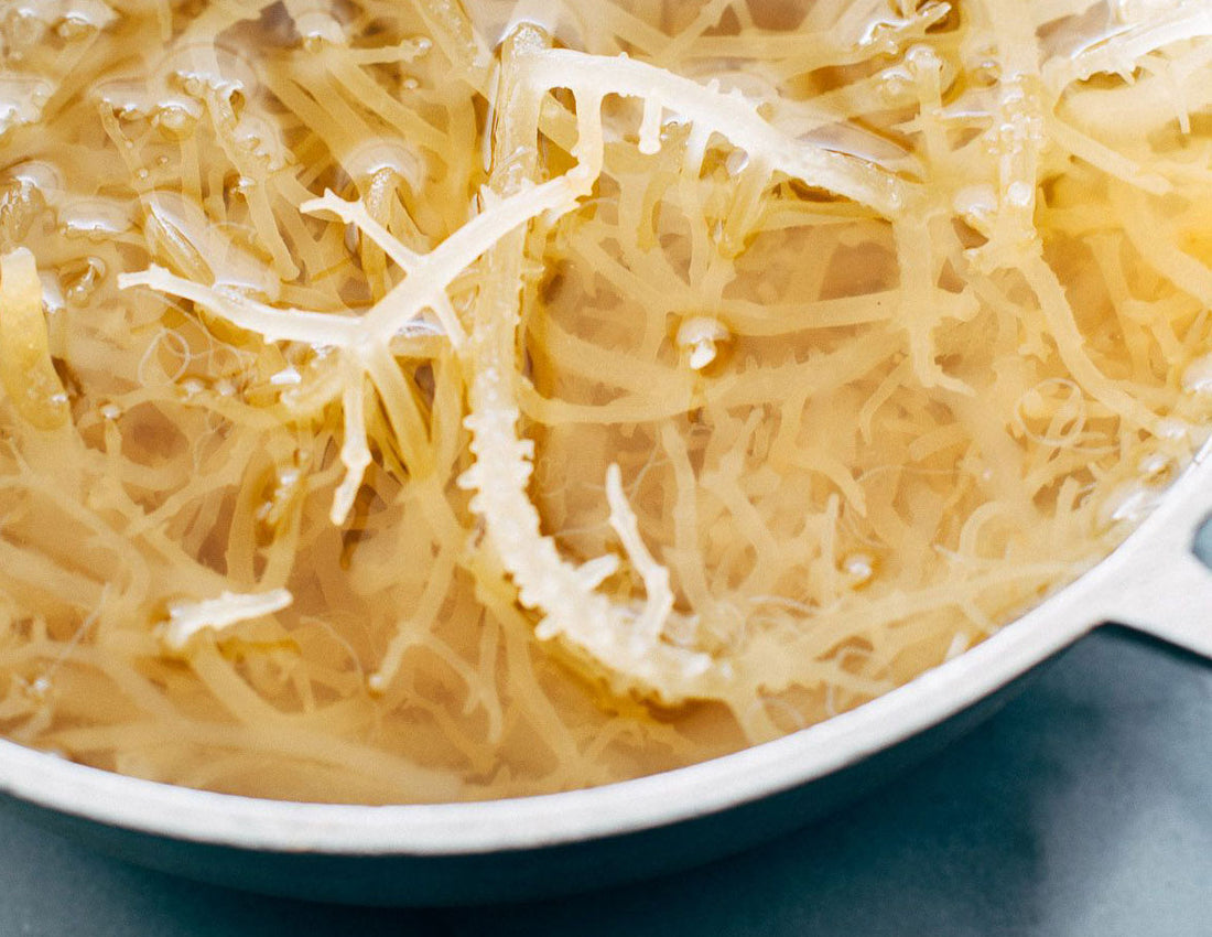 Still wondering how much Sea Moss to take daily? We've got you covered!