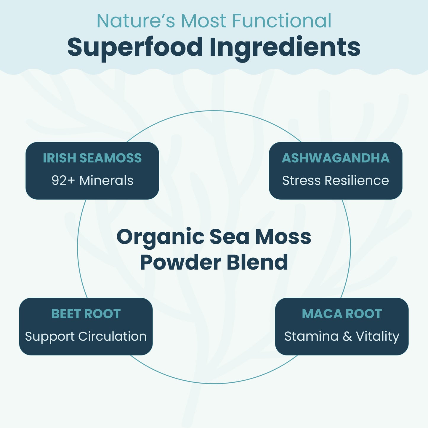 Organic Sea Moss Superfood Powder with Ashwagandha, Beet Root & Maca